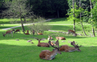 MARSELISBORG DEER PARK