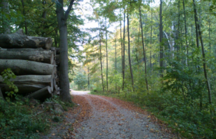 MARSELISBORG FORESTS