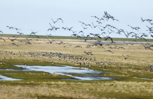 WADDEN SEA NATIONAL PARK